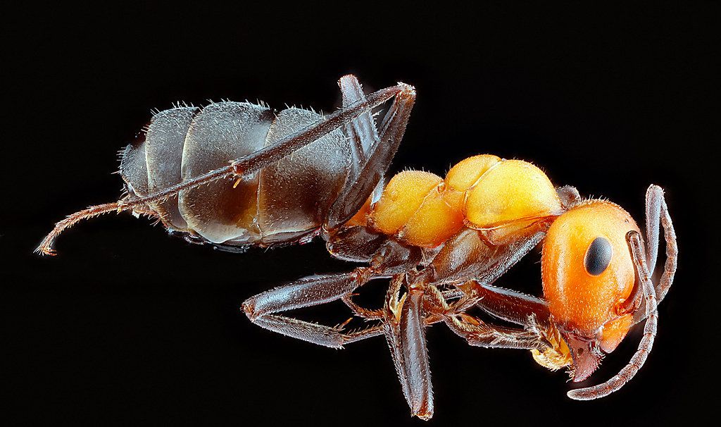 Ant Control service in San Antonio, TX