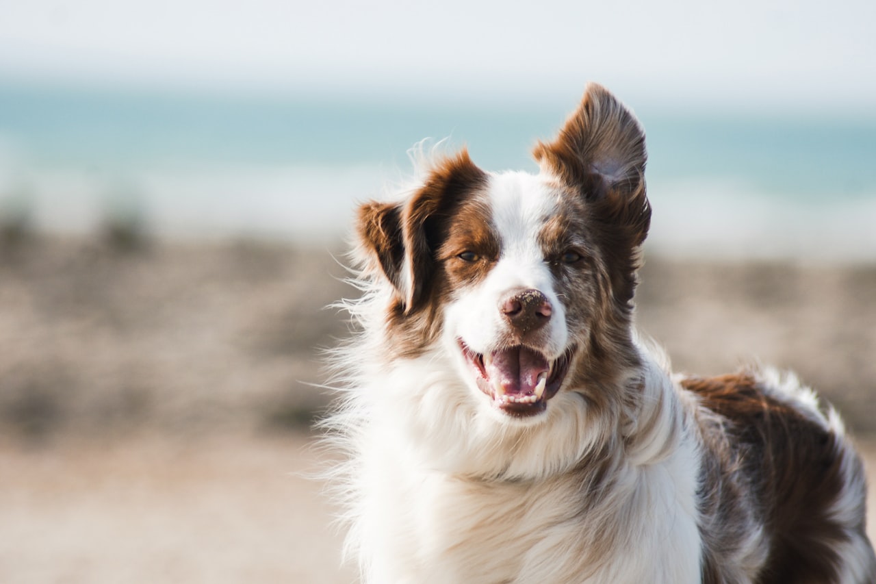 Flea & Tick Control service in San Antonio, TX