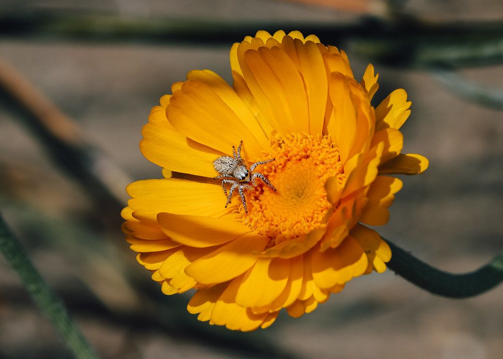 Spider Control service in San Antonio, TX